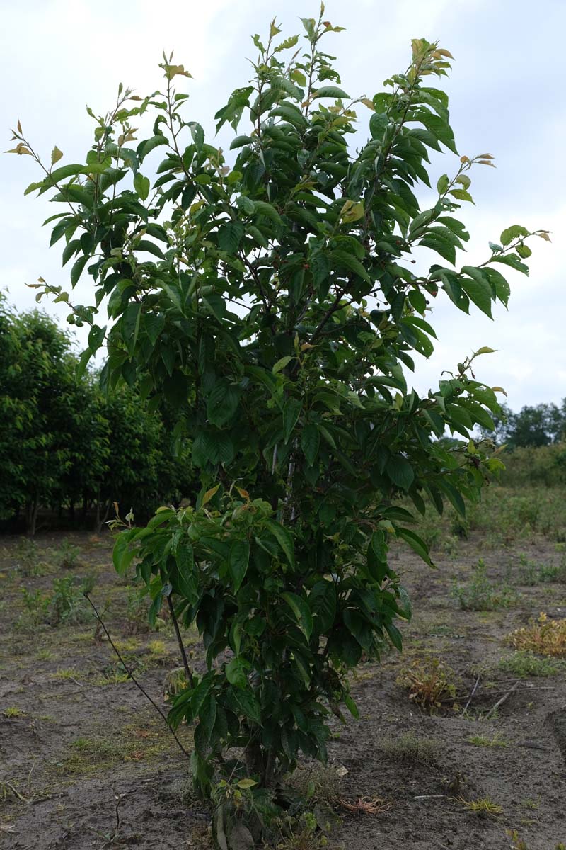 Prunus yedoensis meerstammig / struik meerstammig