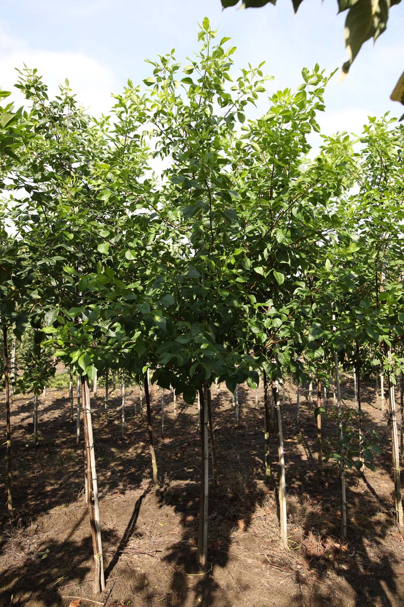 Ptelea trifoliata op stam op stam