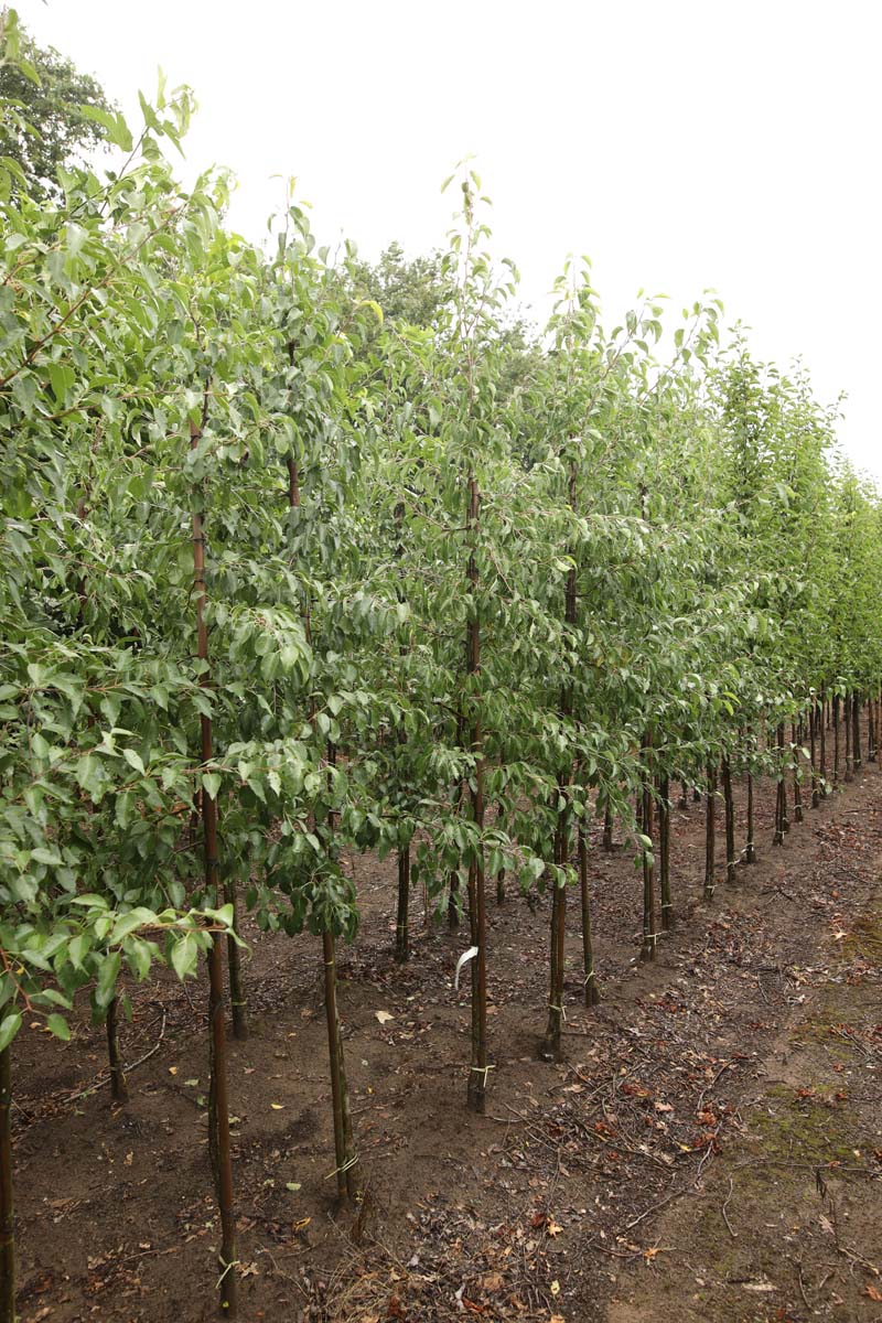 Pyrus betulifolia op stam op stam