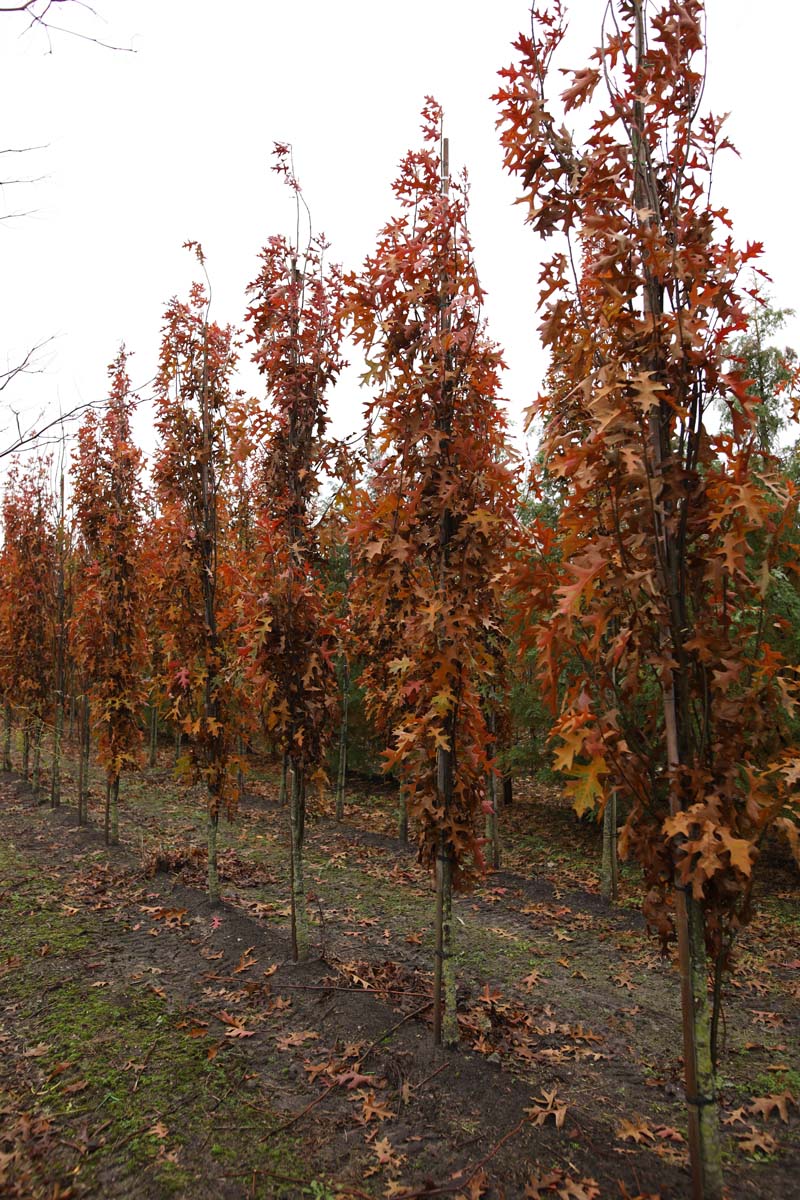 Quercus palustris 'Pringreen' op stam geveerd