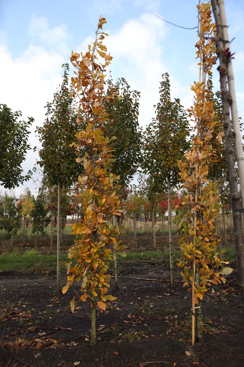 Quercus warei 'Long' op stam geveerd