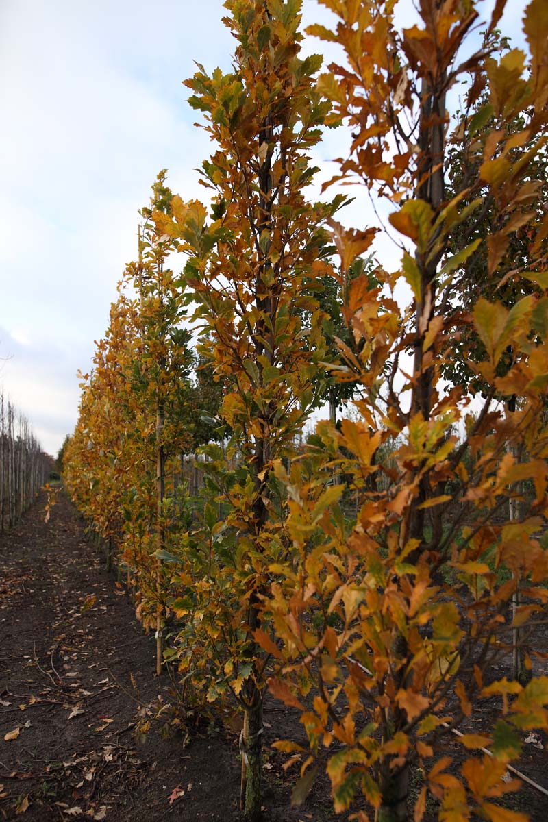 Quercus warei 'Long' op stam geveerd