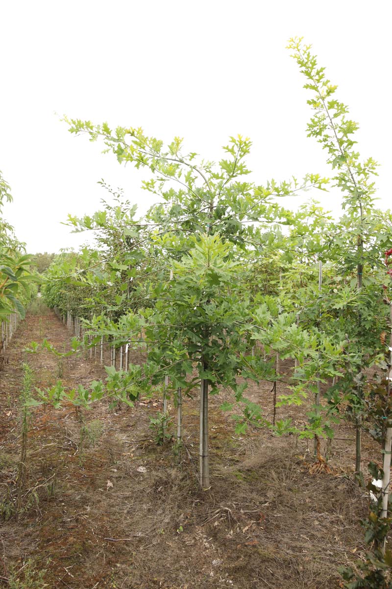 Quercus 'Mauri' op stam op stam