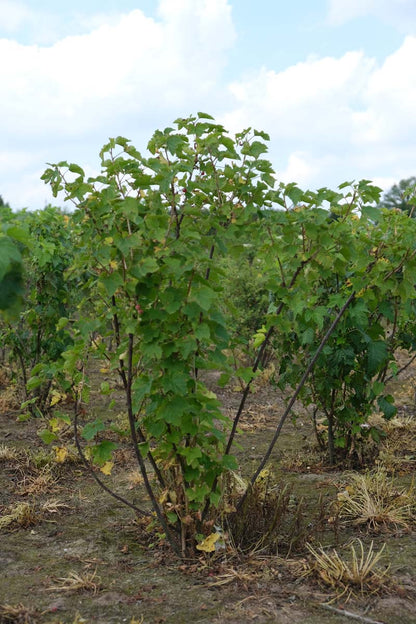 Ribes nigrum meerstammig / struik struik