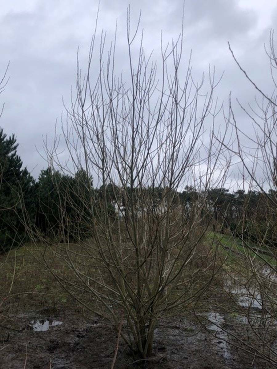 Salix alba meerstammig / struik meerstammig