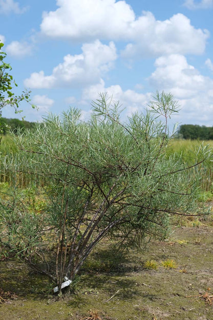 Salix rosmarinifolia meerstammig / struik struik