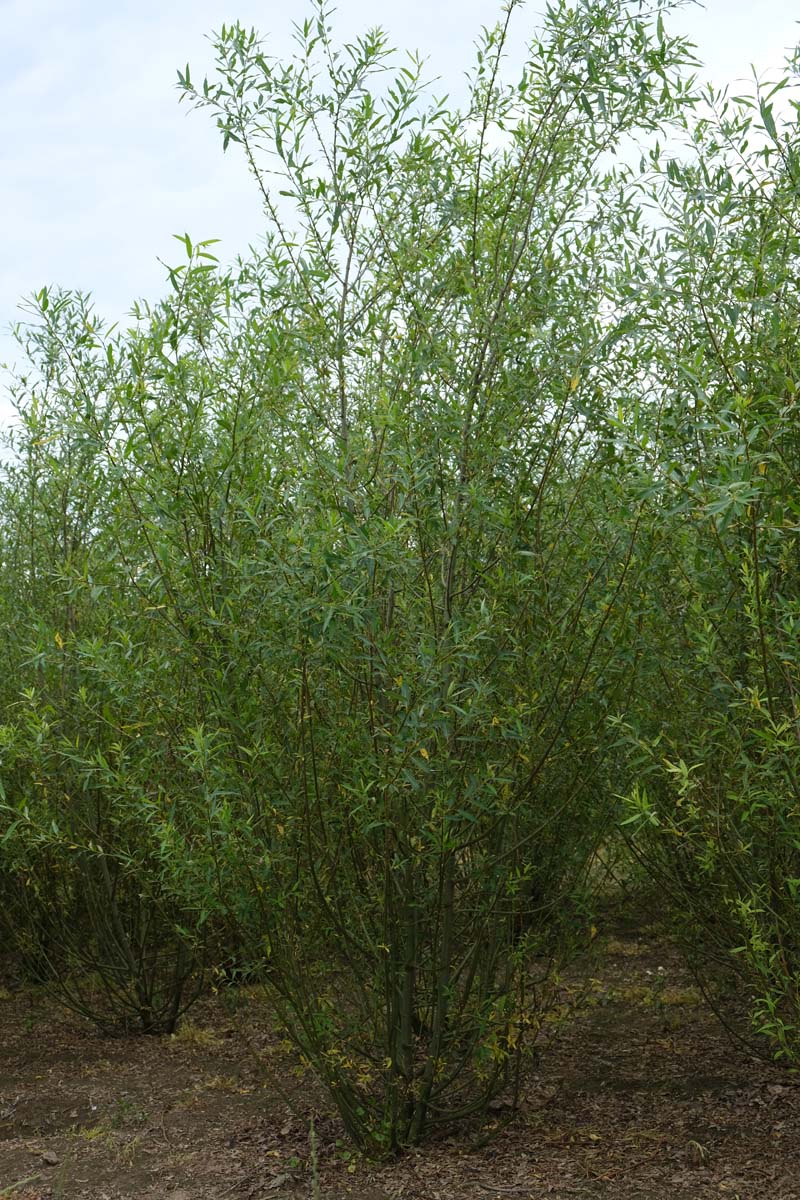 Salix triandra meerstammig / struik meerstammig