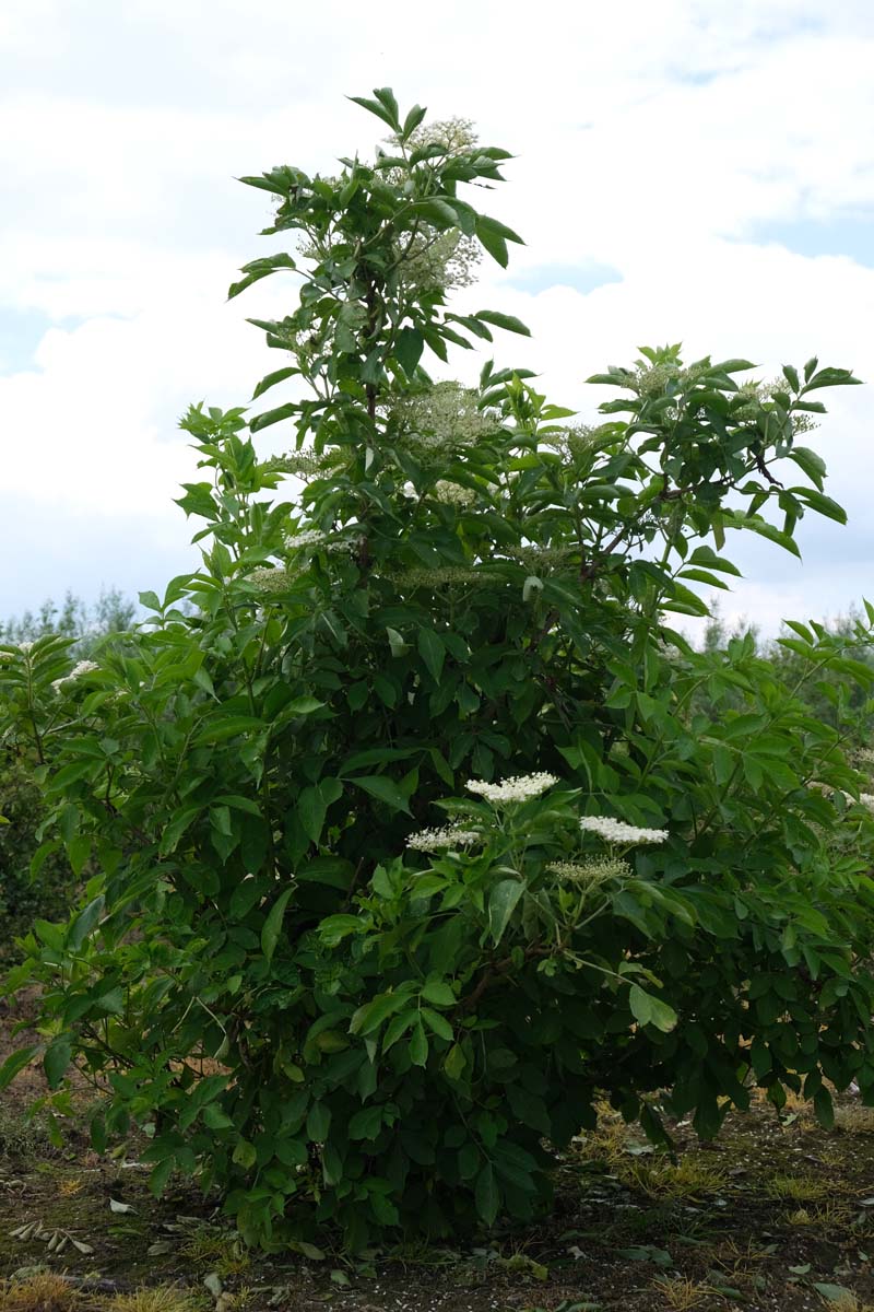 Sambucus nigra meerstammig / struik struik