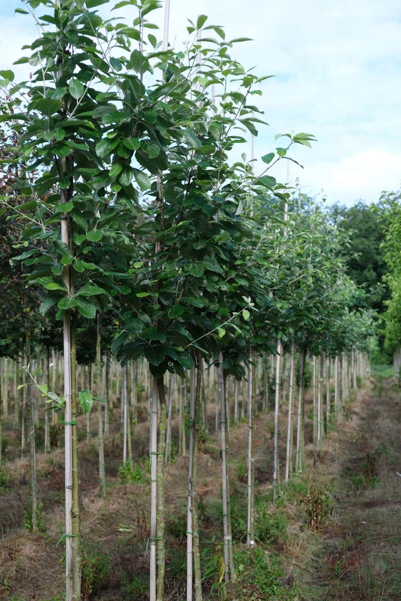 Sorbus aria 'Gigantea' op stam op stam