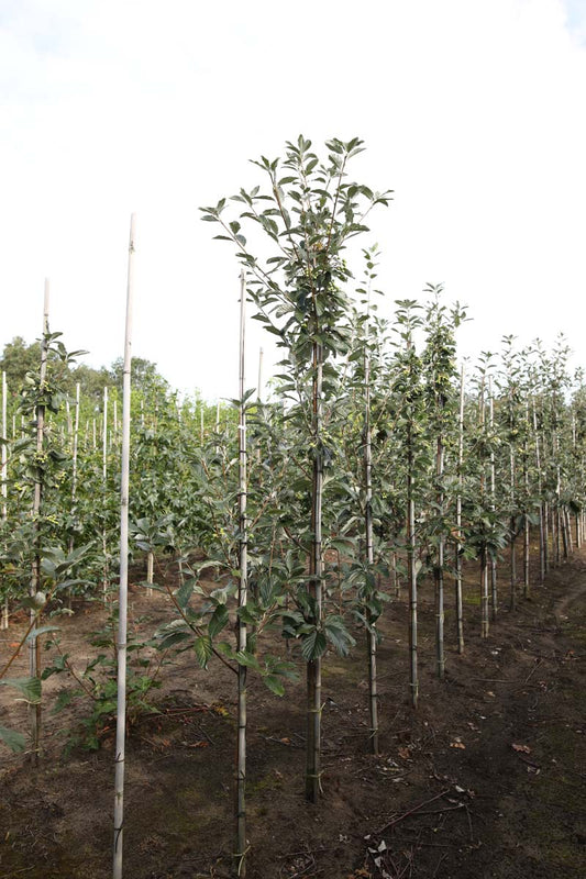 Sorbus aria 'Majestica' op stam op stam