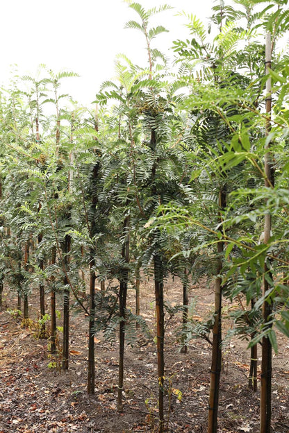 Sorbus scalaris op stam op stam