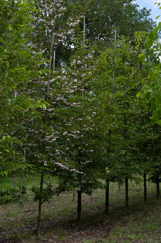 Styrax japonicus op stam op stam