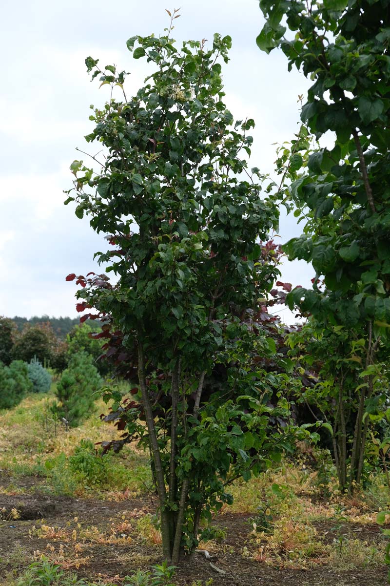 Syringa reticulata meerstammig / struik struik