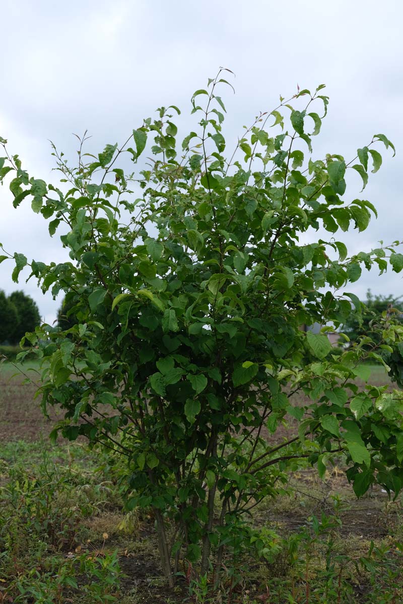 Syringa reticulata meerstammig / struik struik