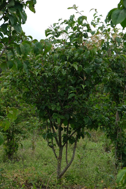 Syringa reticulata meerstammig / struik struik