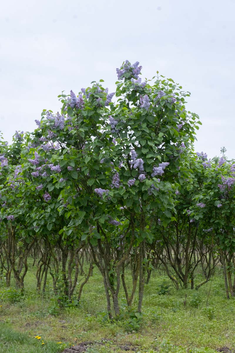 Syringa vulgaris 'Prof. Hoser' meerstammig / struik struik