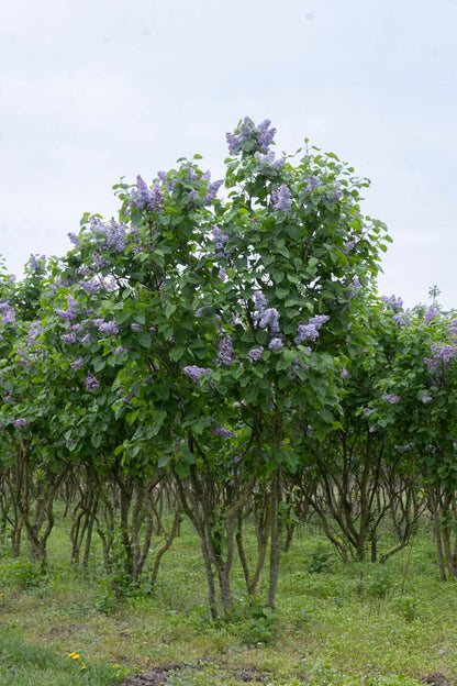 Syringa vulgaris 'Prof. Hoser' meerstammig / struik struik