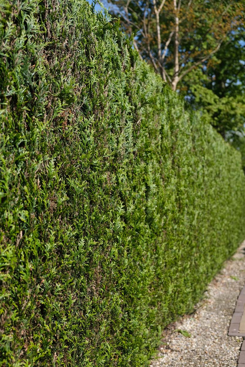 Thuja occidentalis haagplant haag