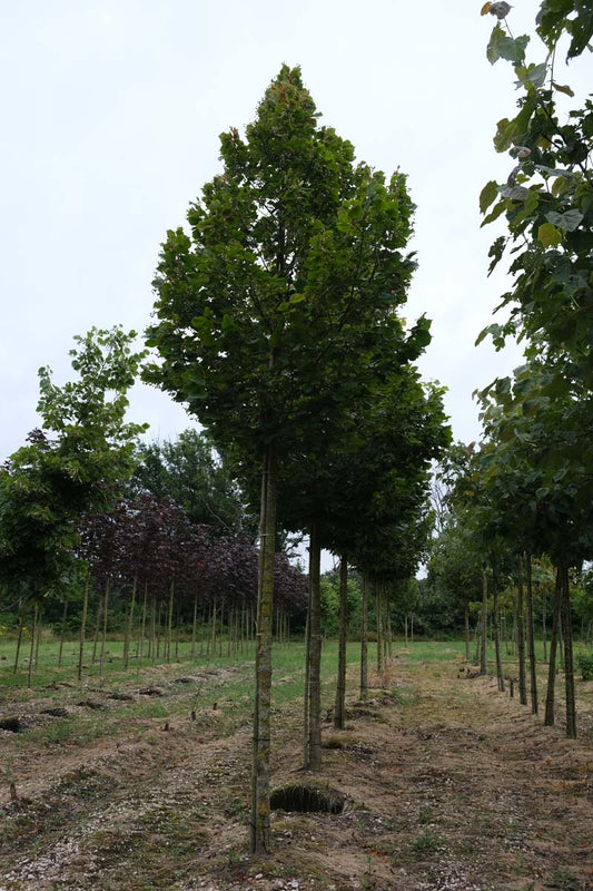 Tilia americana 'Nova' op stam