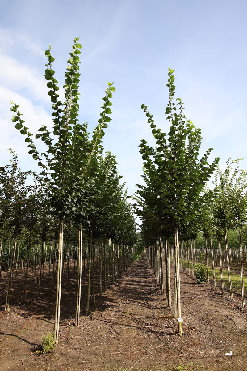 Ulmus 'Dodoens' op stam op stam