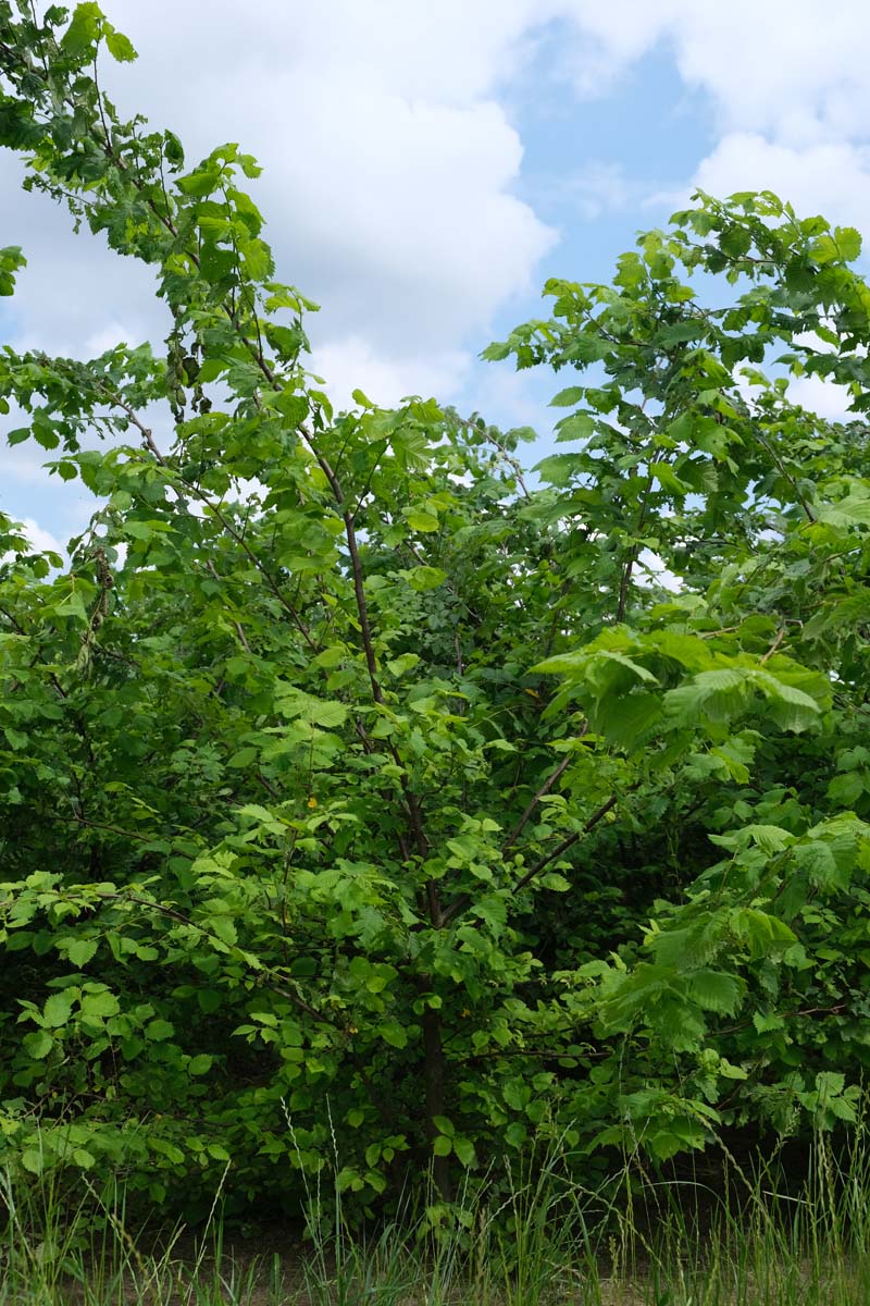 Ulmus laevis meerstammig / struik meerstammig