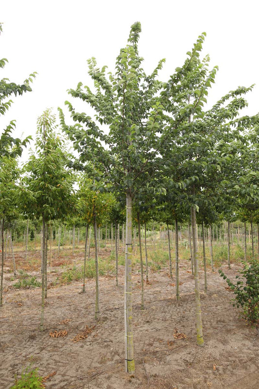 Ulmus minor 'Wanoux' op stam op stam