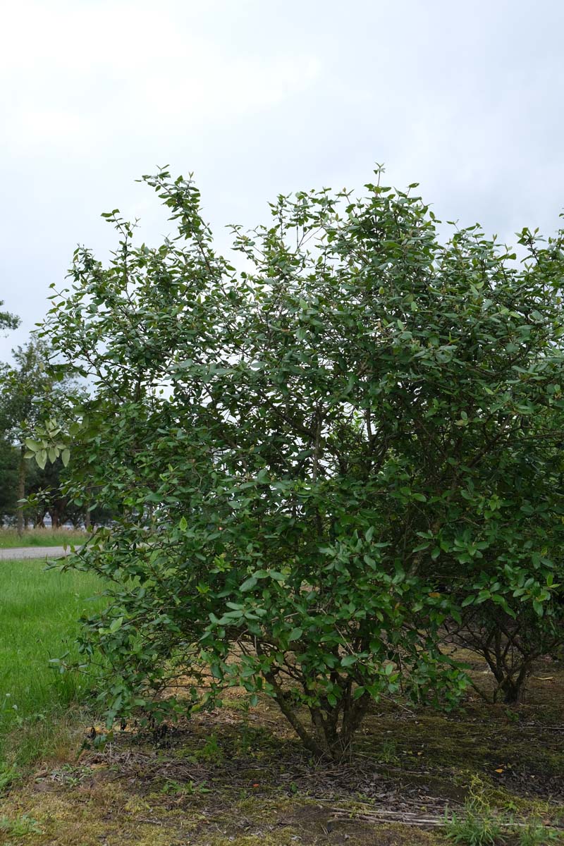 Viburnum burkwoodii struik