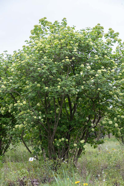 Viburnum opulus 'Roseum' meerstammig / struik struik