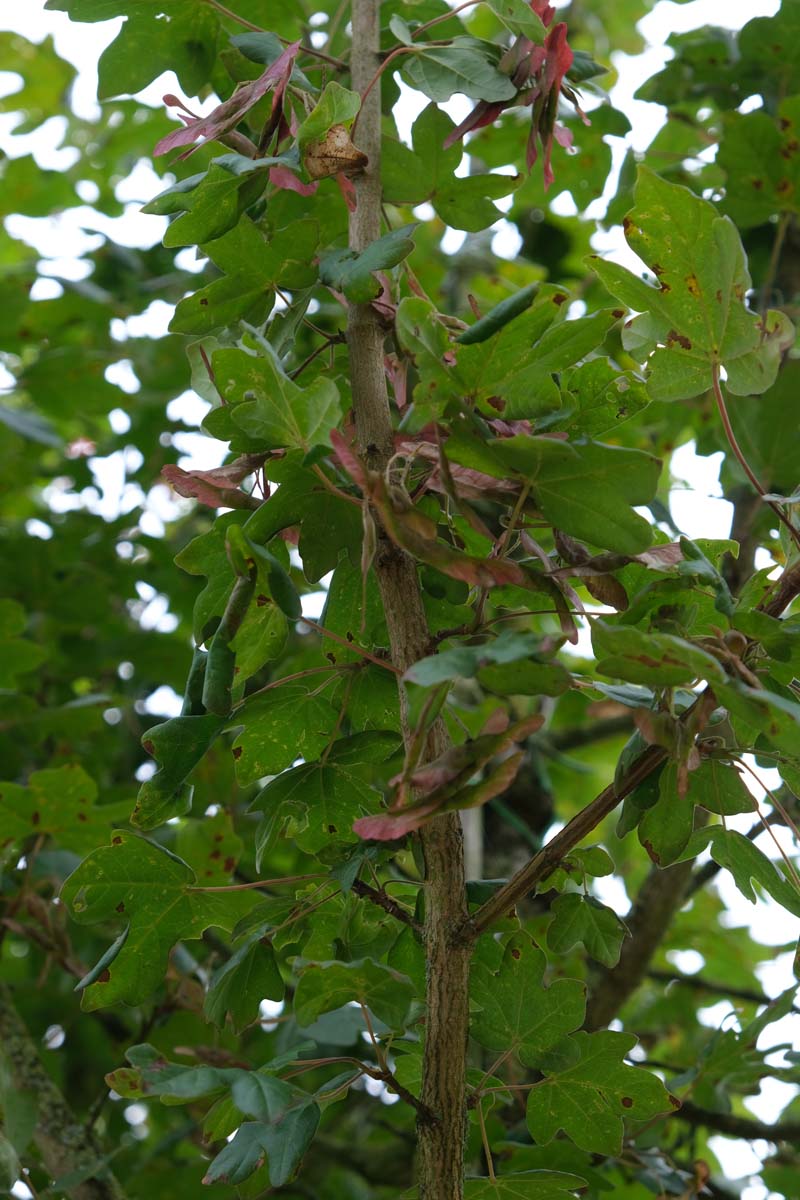 Acer campestre 'Red Shine' leiboom zaaddoos