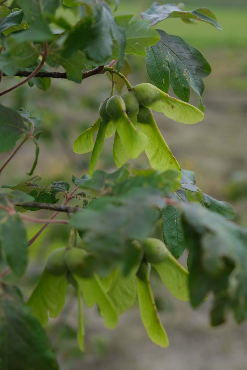 Acer griseum op stam zaaddoos