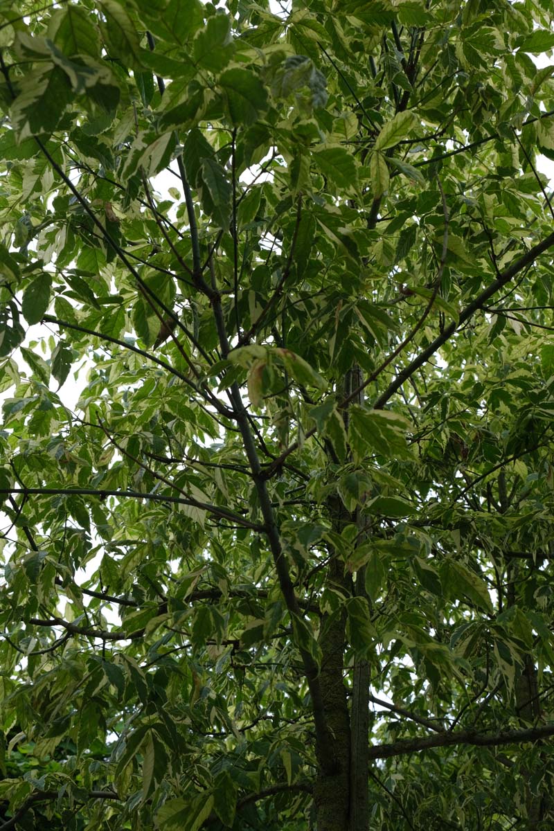 Acer negundo 'Aureomarginatum' meerstammig / struik blad