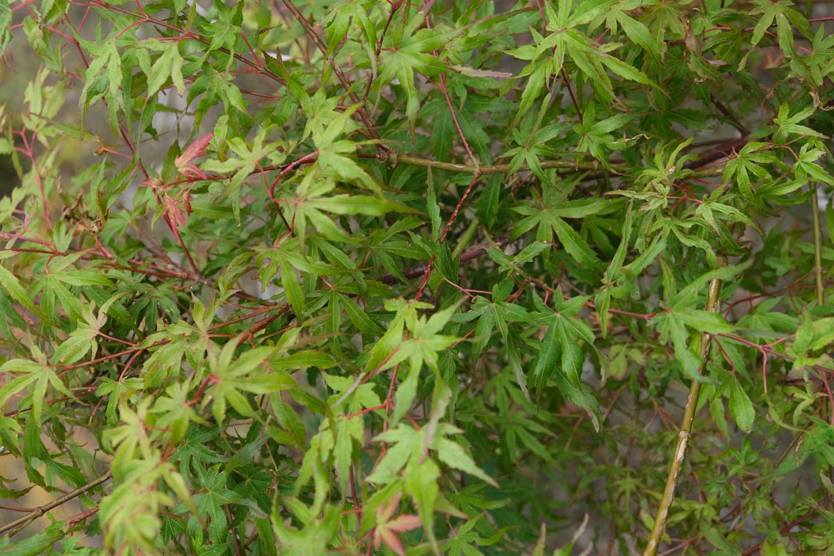 Acer palmatum solitair blad