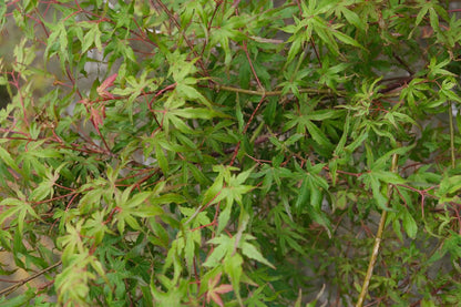 Acer palmatum op stam blad