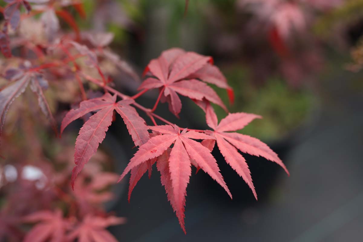 Acer palmatum 'Atropurpureum' op stam blad