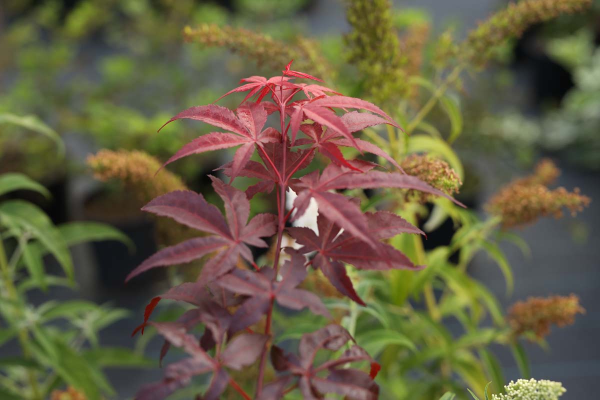 Acer palmatum 'Atropurpureum' solitair blad