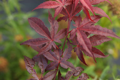 Acer palmatum 'Atropurpureum' solitair blad