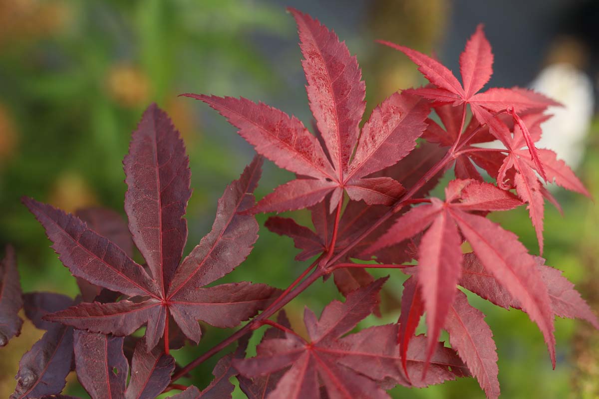 Acer palmatum 'Atropurpureum' solitair blad