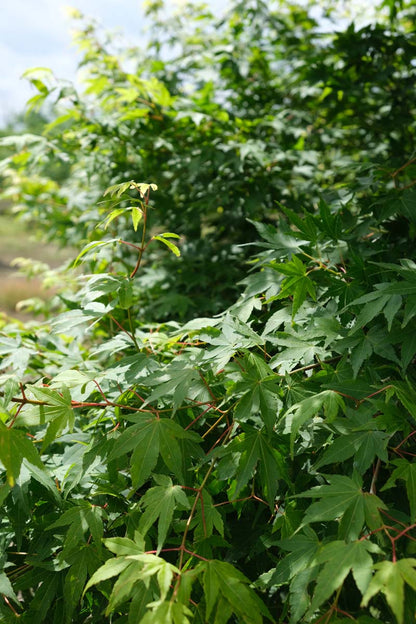 Acer palmatum 'Beni-tsukasa' blad