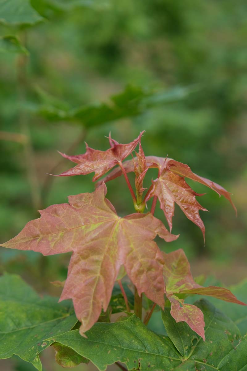 Acer platanoides op stam blad