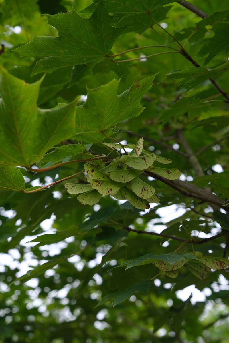 Acer platanoides meerstammig / struik zaaddoos