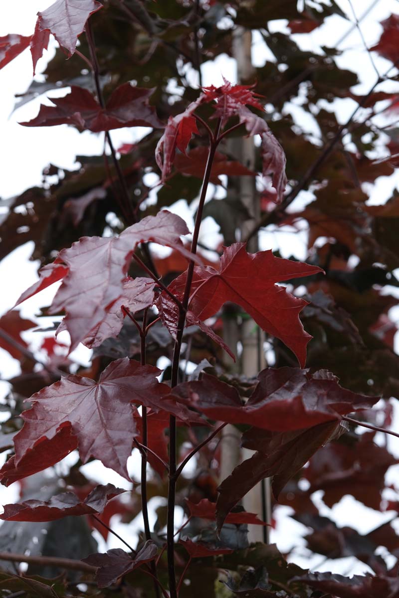 Acer platanoides 'Royal Red' leiboom blad