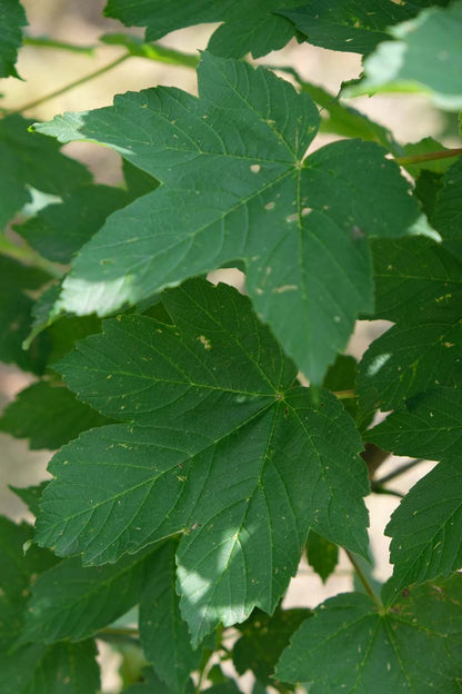 Acer pseudoplatanus solitair blad