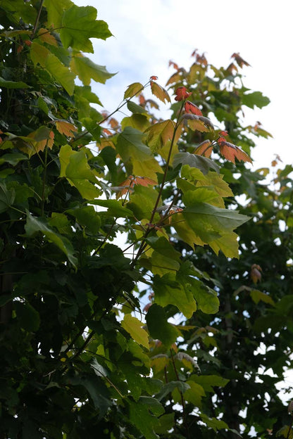 Acer rubrum 'Scanlon' solitair blad