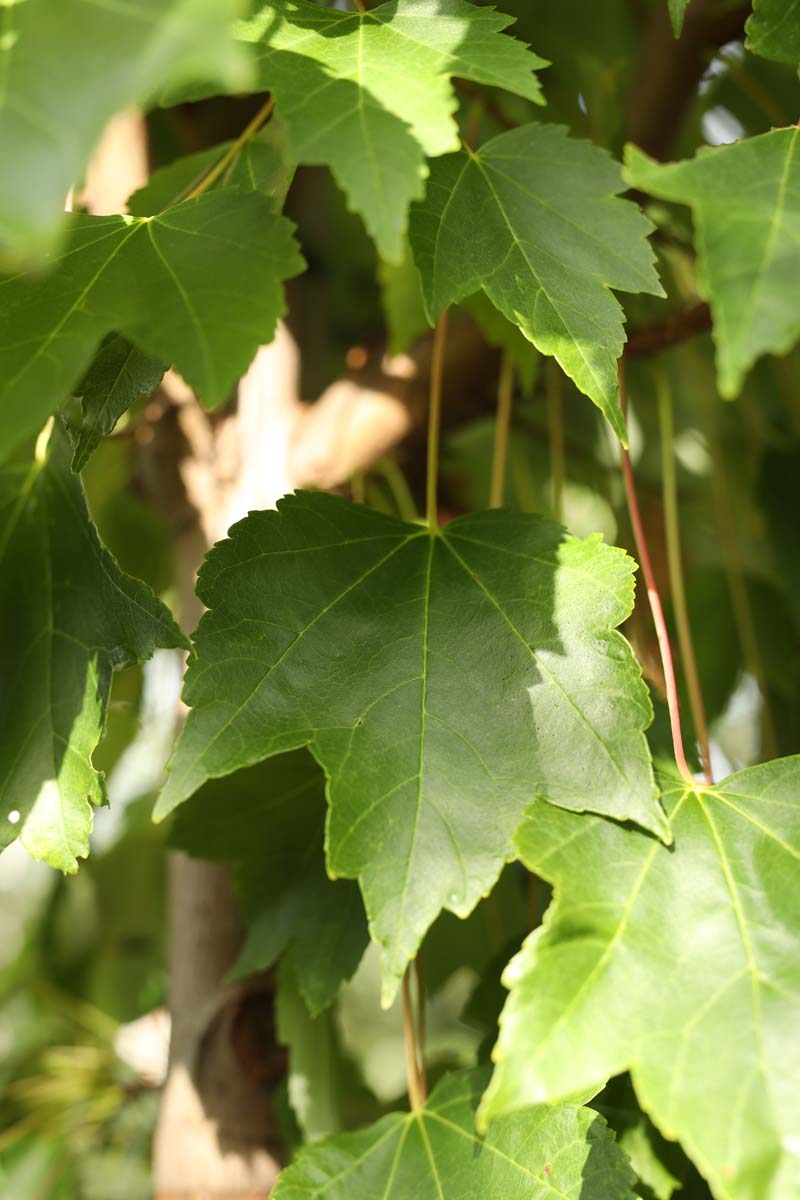 Acer rubrum 'Brandywine' meerstammig / struik blad