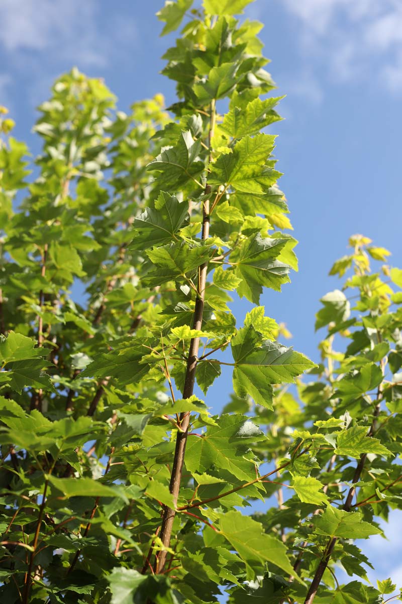 Acer rubrum 'Brandywine' meerstammig / struik blad