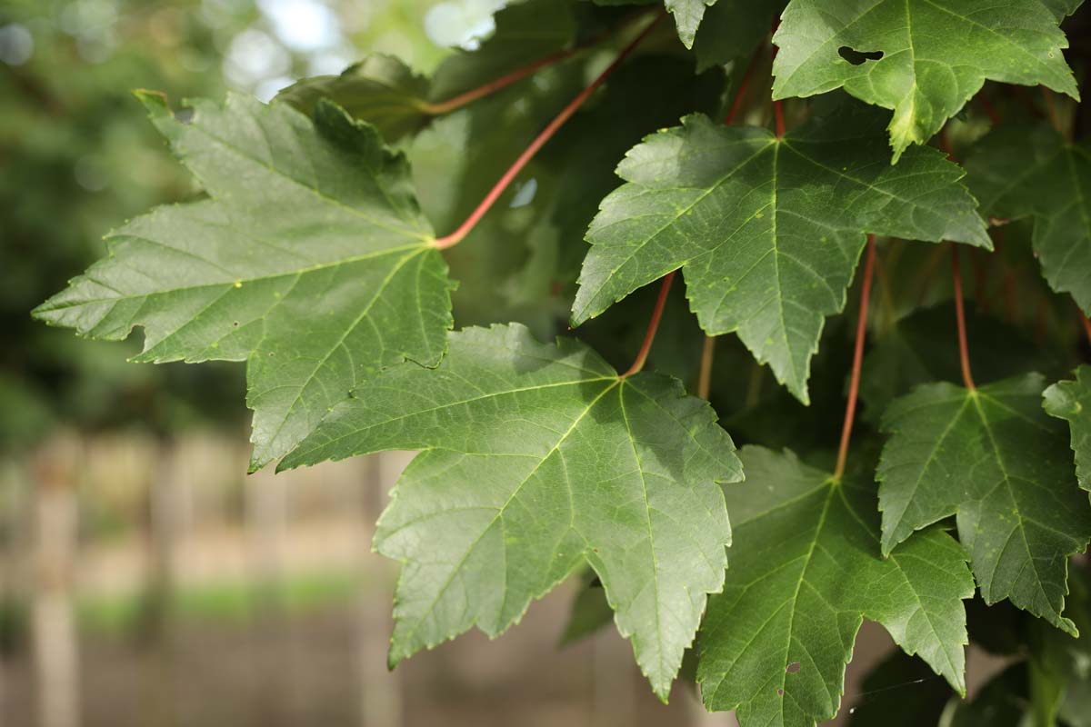 Acer rubrum 'Somerset' op stam blad