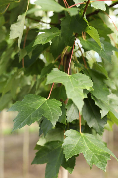 Acer rubrum 'Somerset' op stam blad