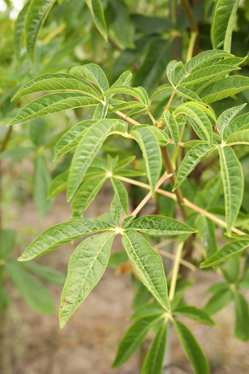 Aesculus californica op stam blad