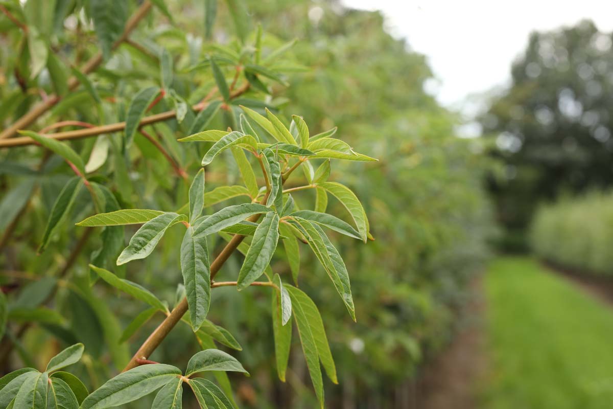 Aesculus californica op stam blad