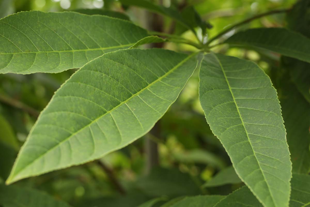 Aesculus chinensis op stam blad